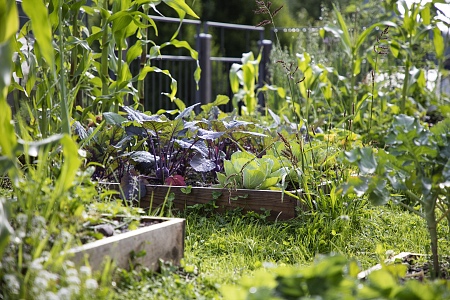 Alpegg_Rooftop_Garden-33