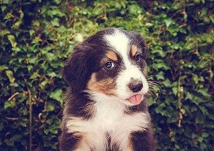 hund